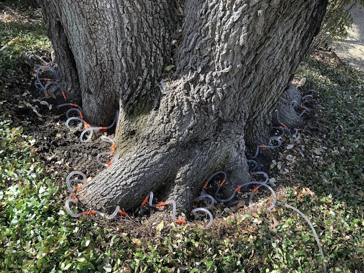 Detailed Tree Cabling and Bracing job site in Walstonburg